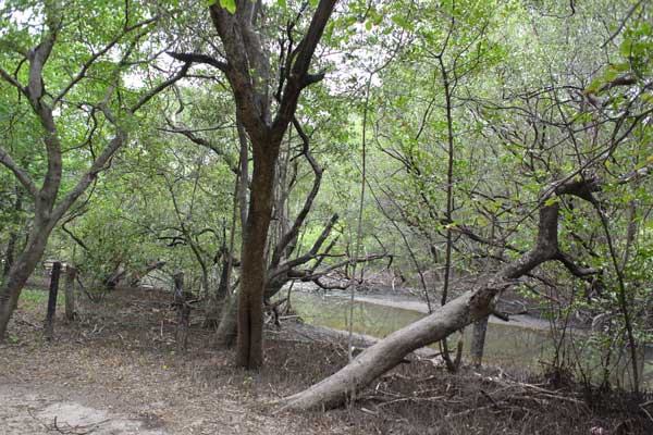 nature comme héritage : l’exemple du Costa Rica, blog culture, faune et flore, voyage, tourisme, Pura Vida