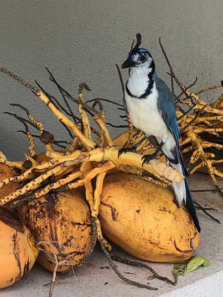 nature comme héritage : l’exemple du Costa Rica, blog culture, faune et flore, voyage, tourisme, Pura Vida