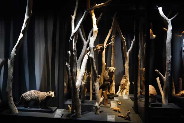 Magique, Musée des Confluences, magie, exposition, société, sorcier, sorcière, blog culture