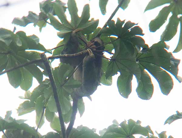 nature comme héritage : l’exemple du Costa Rica, blog culture, faune et flore, voyage, tourisme, Pura Vida