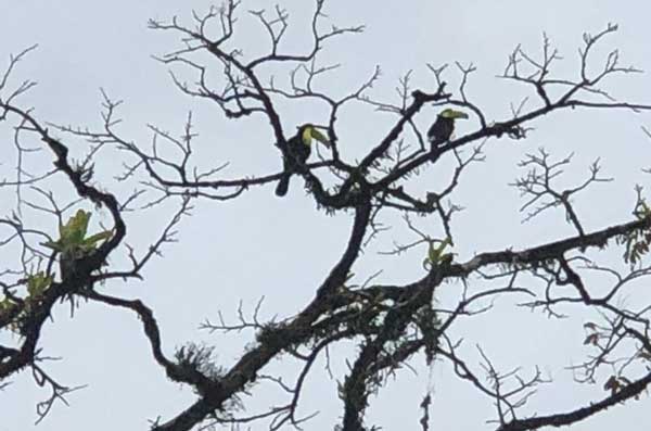 nature comme héritage : l’exemple du Costa Rica, blog culture, faune et flore, voyage, tourisme, Pura Vida