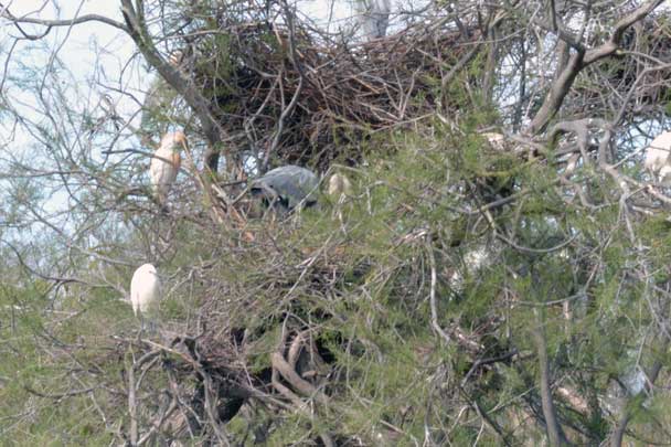 Patrimoine naturel, réserves de biosphère, Camargue, Pont de Gau