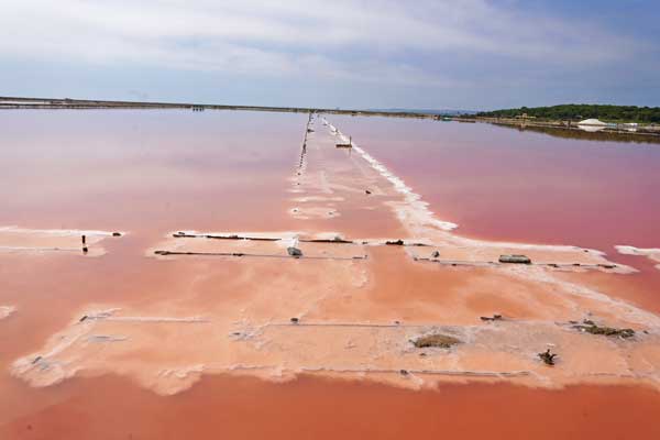 visite guidée du Salin de Gruissan, saline, marais salants, Narbonne, visite test