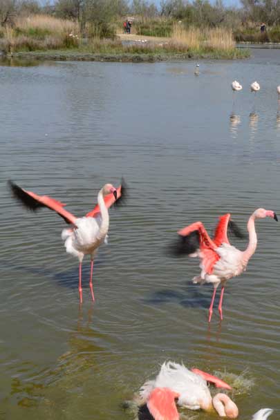 Patrimoine naturel, réserves de biosphère, Camargue, Pont de Gau
