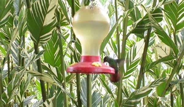 nature comme héritage : l’exemple du Costa Rica, blog culture, faune et flore, voyage, tourisme, Pura Vida