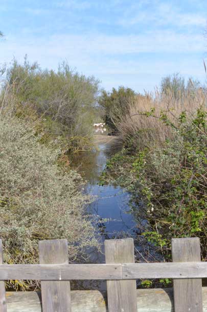 Patrimoine naturel, réserves de biosphère, Camargue, Pont de Gau
