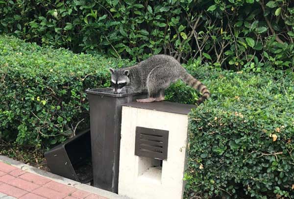 nature comme héritage : l’exemple du Costa Rica, blog culture, faune et flore, voyage, tourisme, Pura Vida