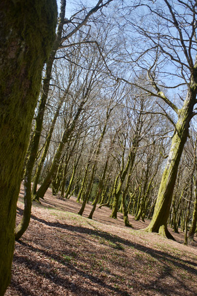 Bibracte, forêt du Morvan, Mont Beuvray